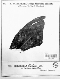 Sphaerella gardeniae image